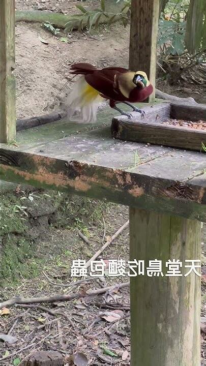 天堂鳥 蟲